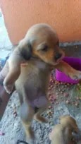 filhotes de mirna