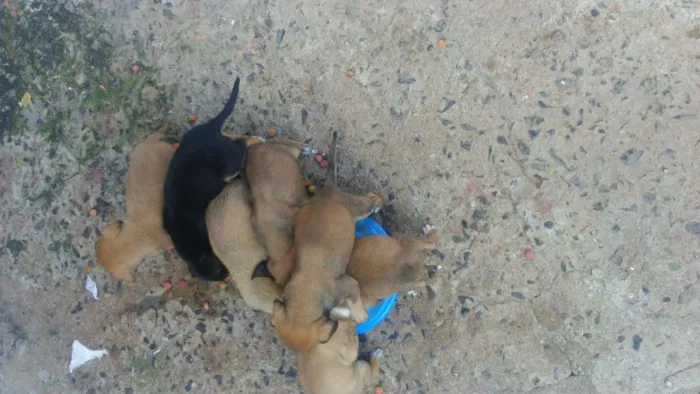 Cachorro raça vira latas  idade Abaixo de 2 meses nome filhotes de mirna