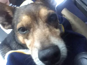 Cachorro raça Não identificado idade  nome Sem nome 