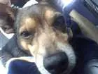 Cachorro raça Não identificado idade  nome Sem nome 