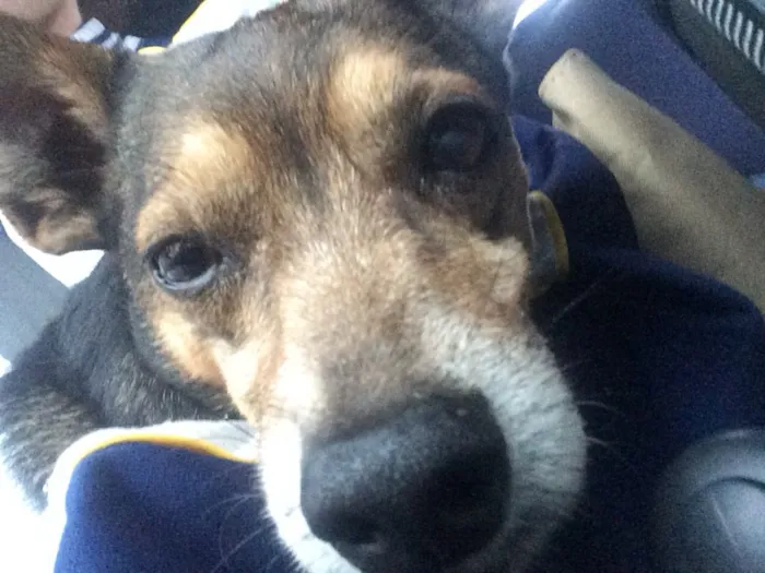 Cachorro ra a Não identificado idade  nome Sem nome 