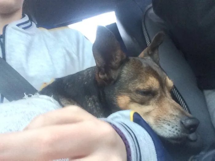 Cachorro ra a Não identificado idade  nome Sem nome 