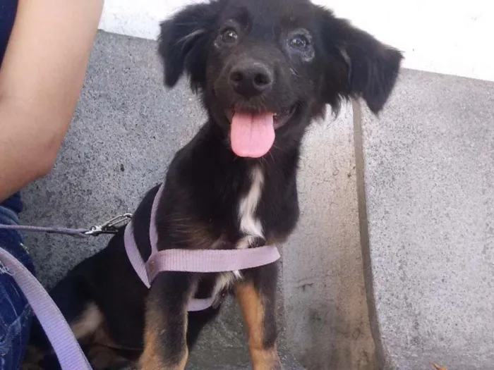 Cachorro ra a Mestiça idade Abaixo de 2 meses nome Flora