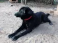 Buddy