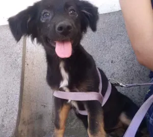 Cachorro raça Mestiça idade Abaixo de 2 meses nome Flora