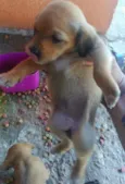 filhotes de mirna