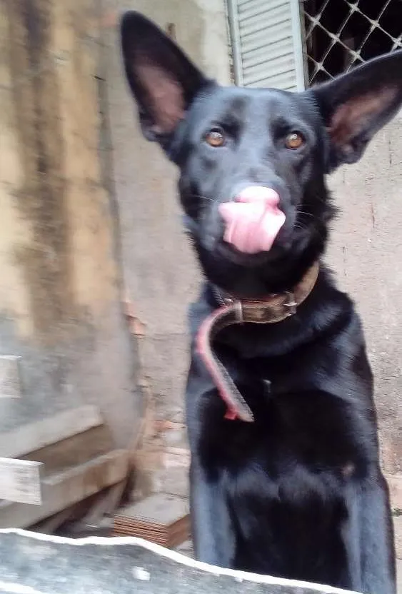Cachorro ra a Pastor Belgan idade 2 anos nome Boby