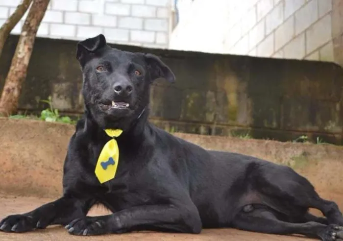 Cachorro ra a SRD idade 6 ou mais anos nome BONGO, fofo e meigo