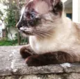 Gato raça SRD idade 1 ano nome Florzinha