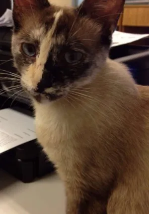 Gato raça SRD idade 1 ano nome Florzinha