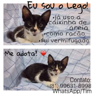Gato raça SRD idade 2 a 6 meses nome Lego