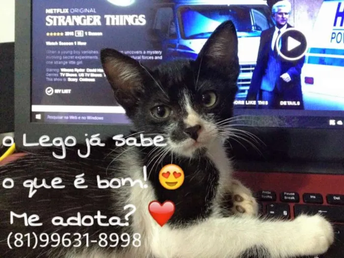 Gato ra a SRD idade 2 a 6 meses nome Lego