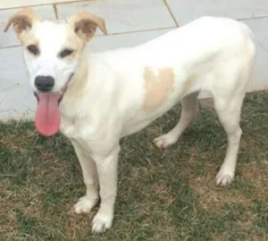 Cachorro raça SRD idade 7 a 11 meses nome Pérola