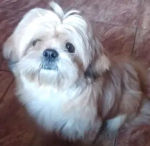 Cachorro raça Shiatsu idade 4 anos nome Bili