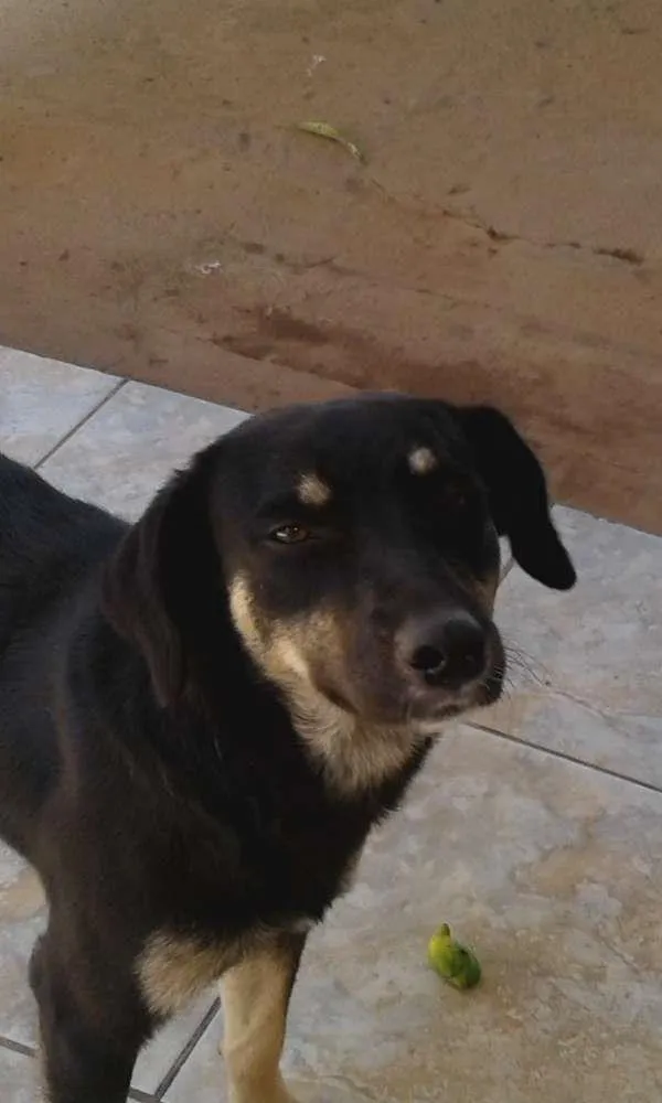 Cachorro raça Cachorro comun idade 4 anos nome Mel