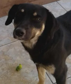 Cachorro raça Cachorro comun idade 4 anos nome Mel