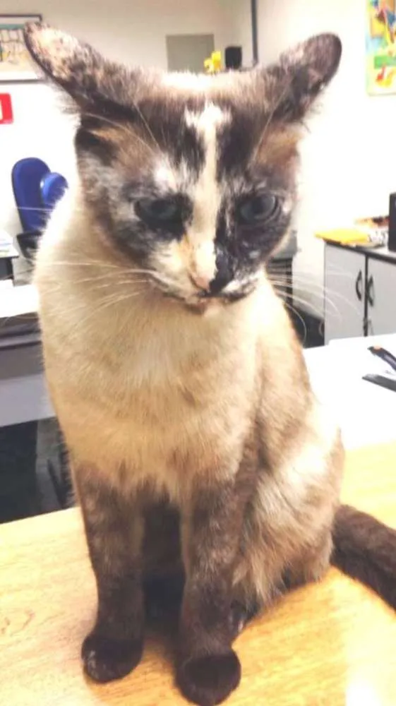 Gato ra a  idade 1 ano nome Florzinha