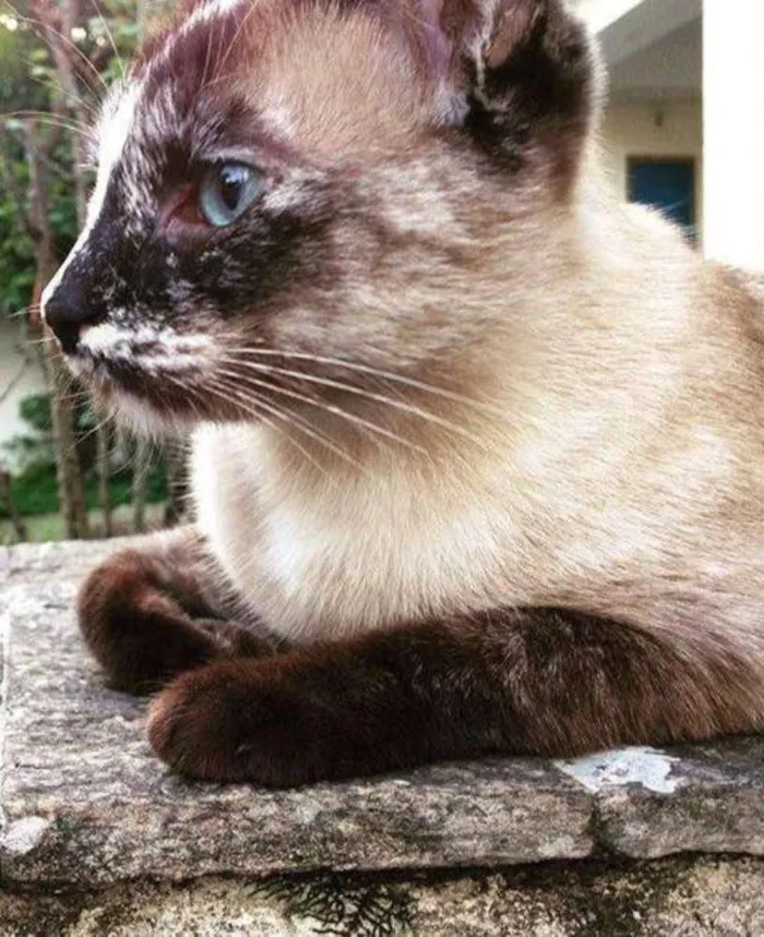 Gato ra a  idade 1 ano nome Florzinha