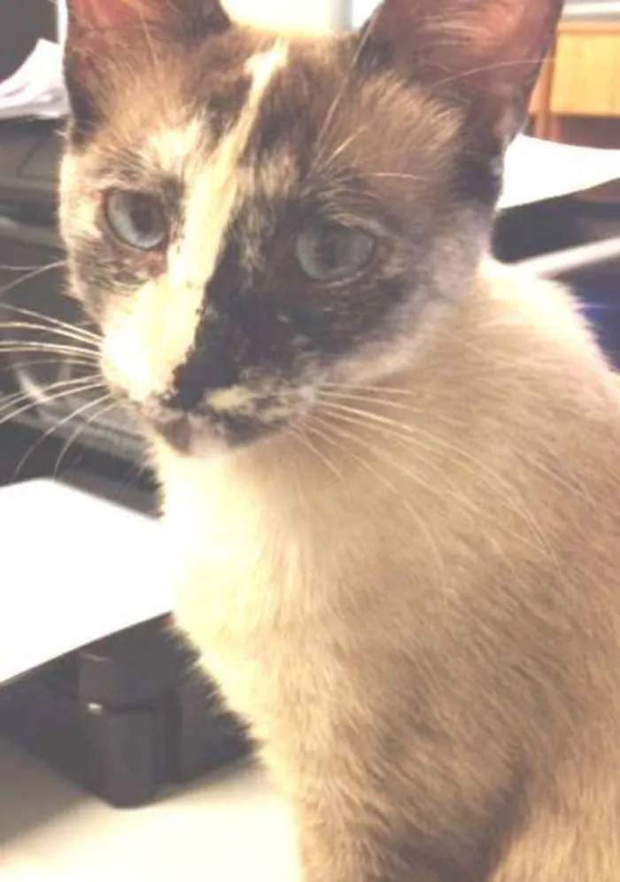 Gato ra a  idade 1 ano nome Florzinha