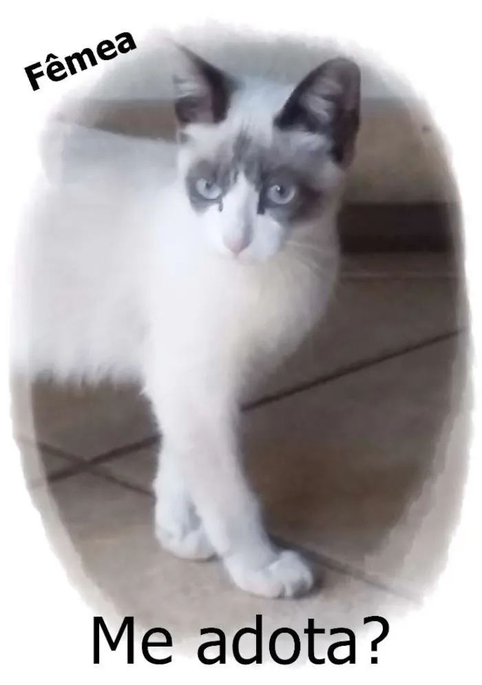 Gato ra a SRD idade 2 a 6 meses nome Sem Nome