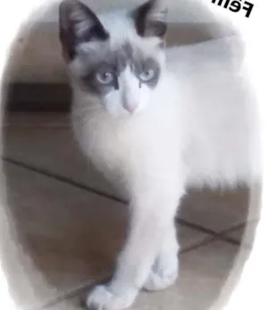 Gato raça SRD idade 2 a 6 meses nome Sem Nome