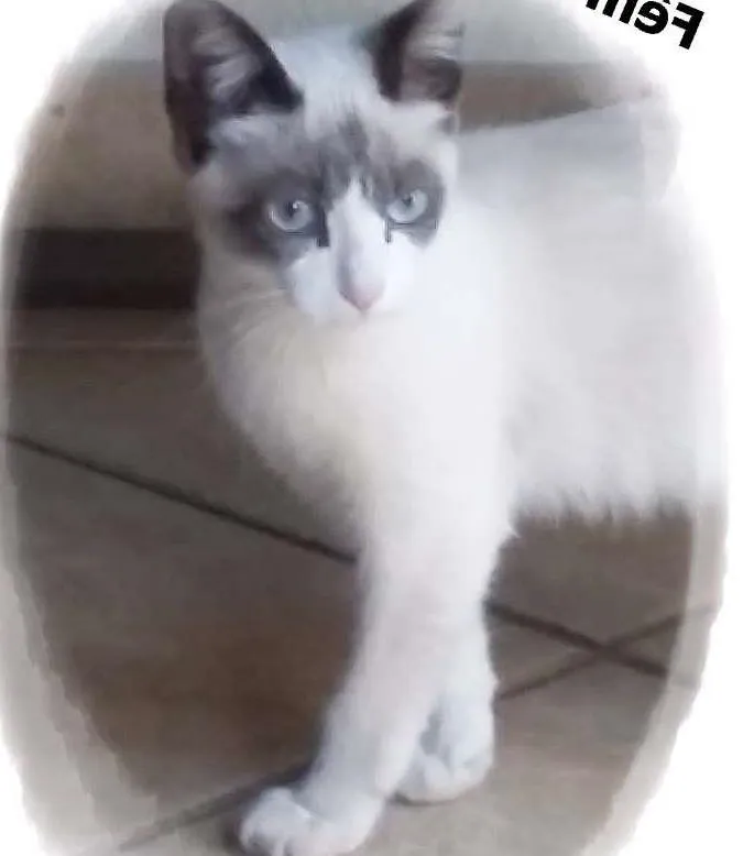 Gato ra a SRD idade 2 a 6 meses nome Sem Nome