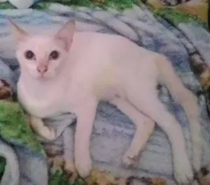 Gato raça  idade 2 a 6 meses nome nina / malu