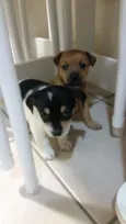 Luna e Polly