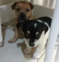 Luna e Polly