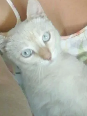 Gato raça shorthair com vira- lata idade 7 a 11 meses nome Tito