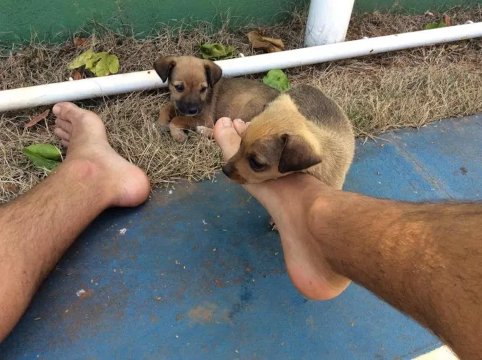 Cachorro ra a SRD idade Abaixo de 2 meses nome SEM NOME