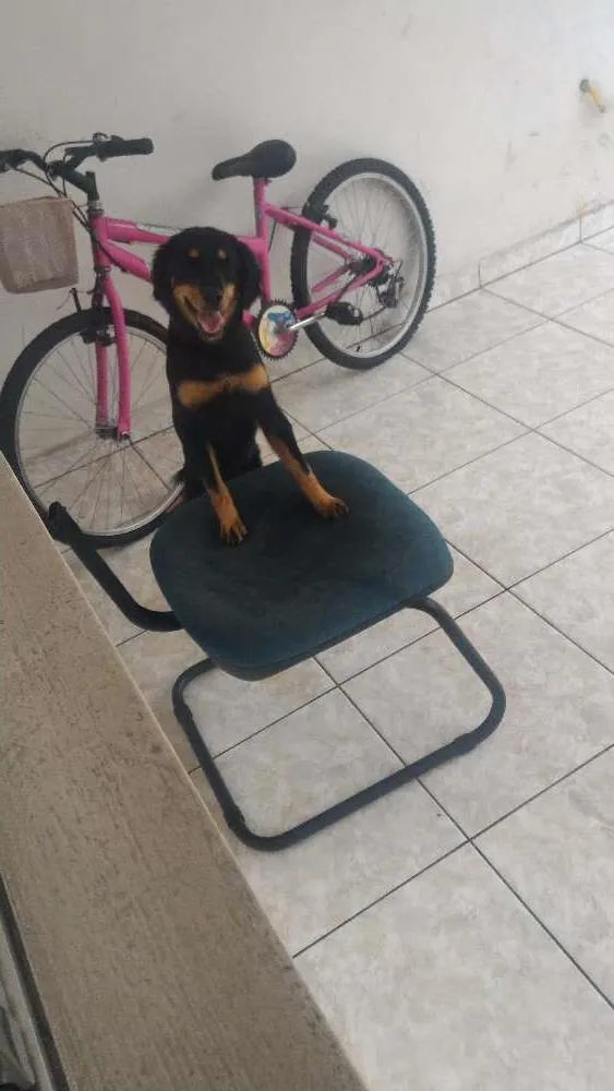 Cachorro raça SRD idade 7 a 11 meses nome Chikorita
