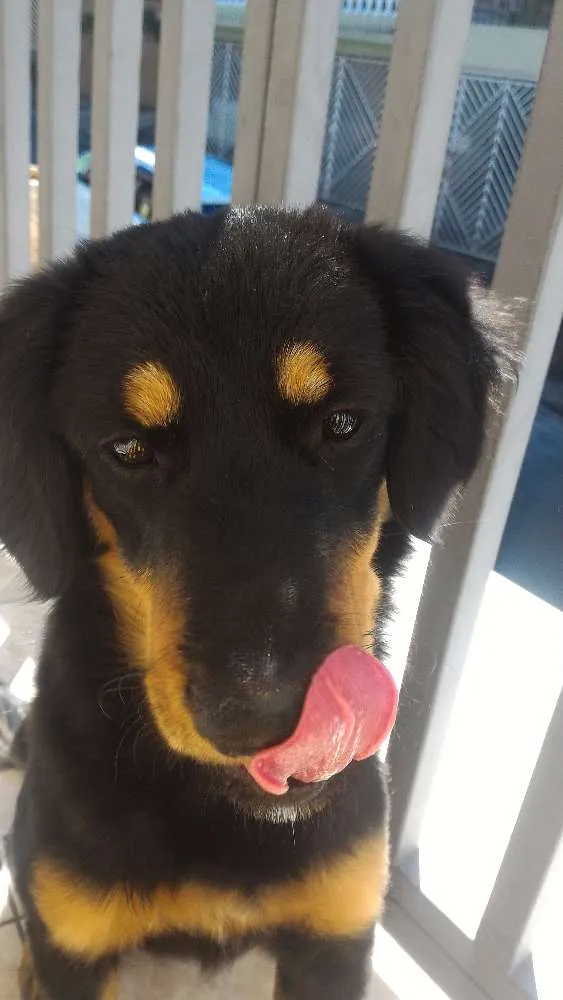 Cachorro raça SRD idade 7 a 11 meses nome Chikorita