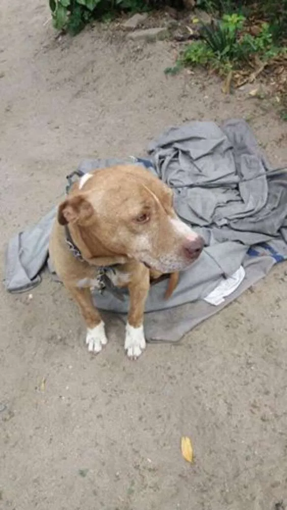 Cachorro ra a Pit-Bull idade 4 anos nome LION