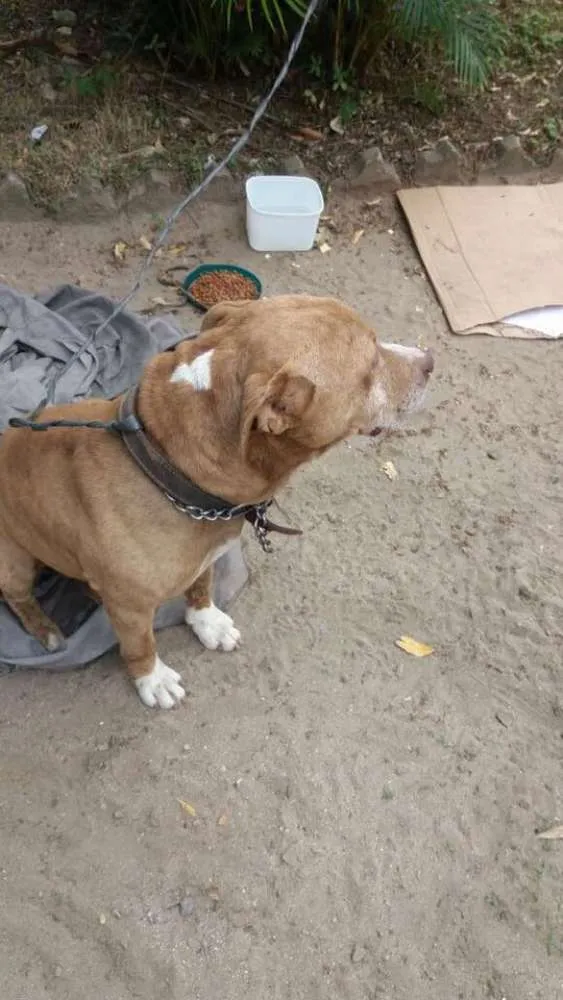 Cachorro ra a Pit-Bull idade 4 anos nome LION