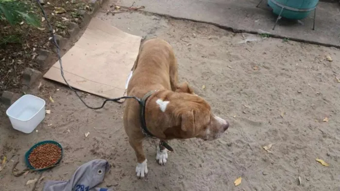 Cachorro ra a Pit-Bull idade 4 anos nome LION