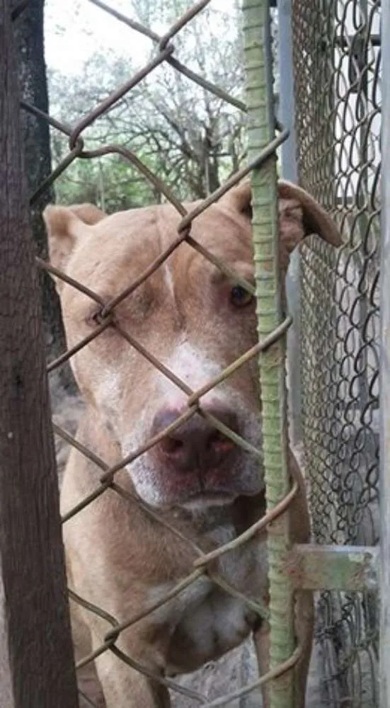 Cachorro ra a Pit-Bull idade 4 anos nome LION
