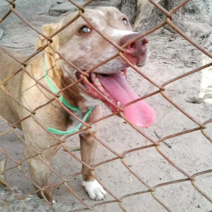 Cachorro ra a Pit-Bull idade 4 anos nome LION