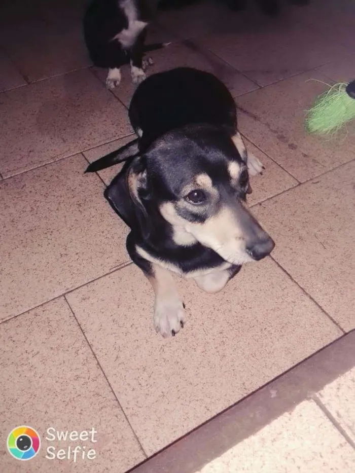 Cachorro ra a Bac 4 idade 1 ano nome Melissa 