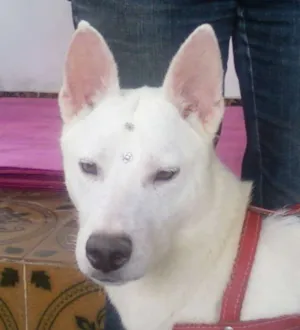 Cachorro raça SRD idade 3 anos nome barão