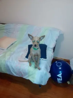 Cachorro raça Misturada idade 1 ano nome Nina