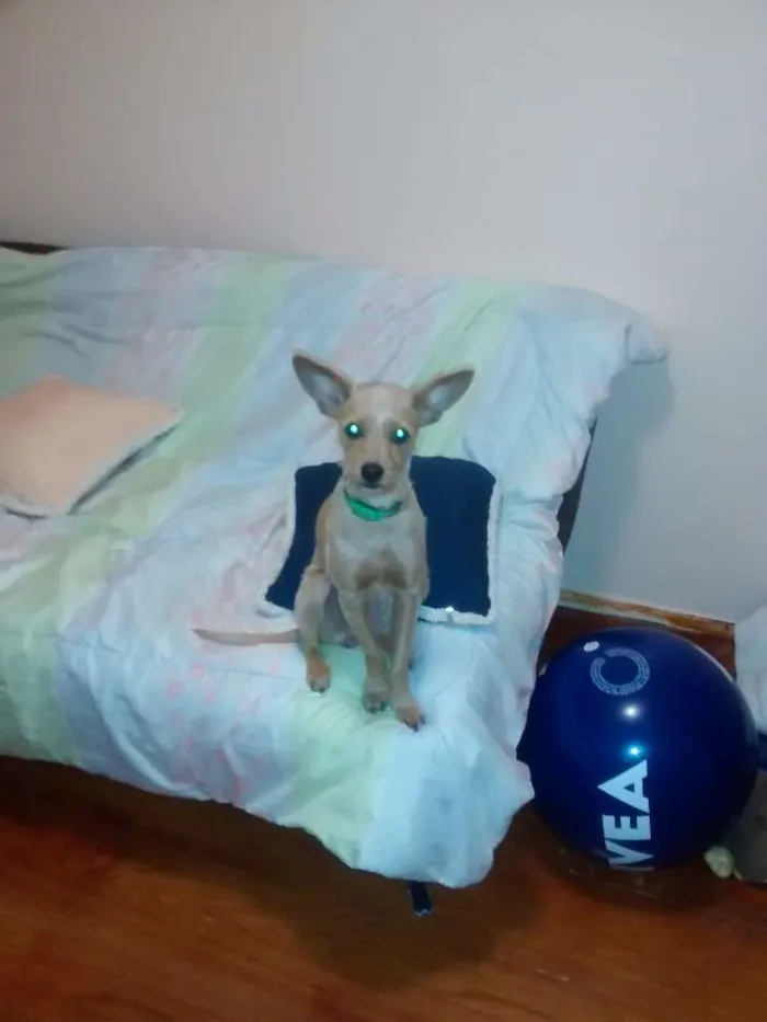 Cachorro ra a Misturada idade 1 ano nome Nina
