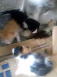 Lindinhos