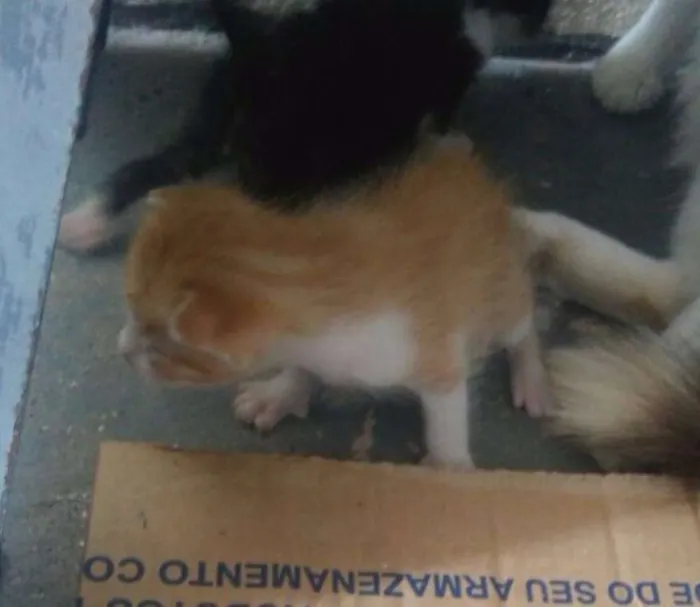 Gato ra a SRD idade Abaixo de 2 meses nome Lindinhos