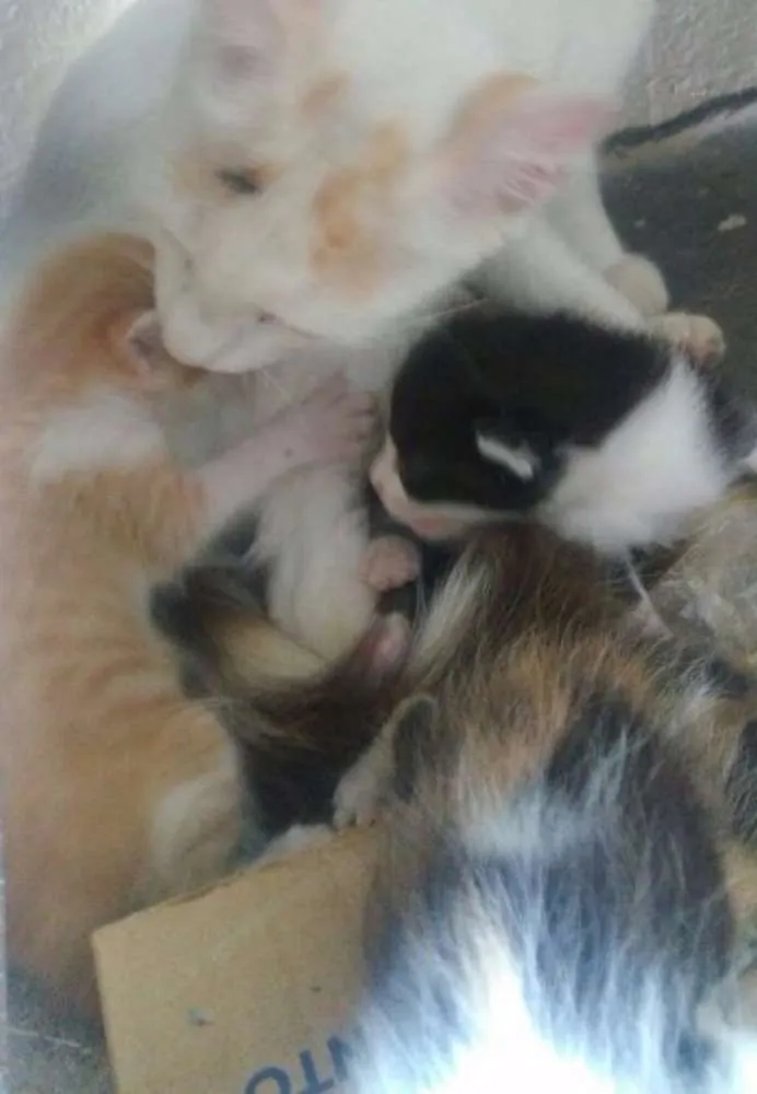 Gato ra a SRD idade Abaixo de 2 meses nome Lindinhos