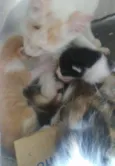 Lindinhos