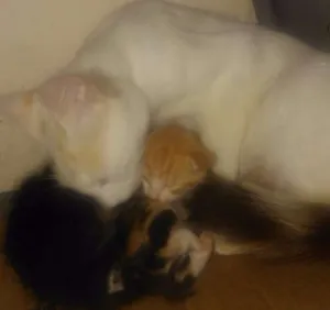 Gato raça SRD idade Abaixo de 2 meses nome Lindinhos