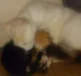 Lindinhos