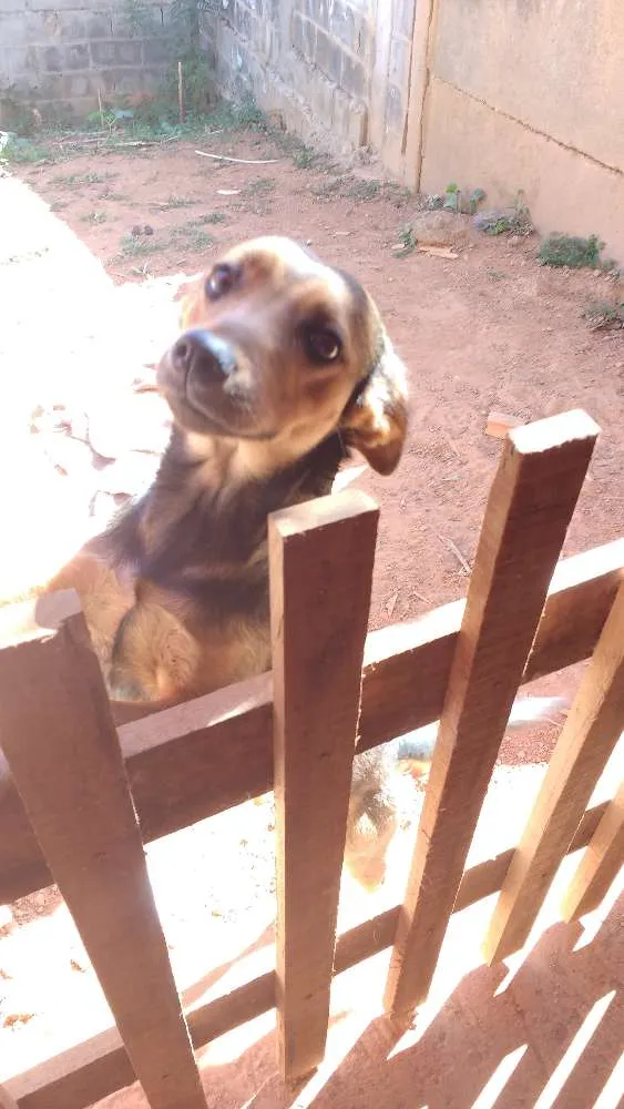 Cachorro ra a Indefinida idade 1 ano nome Lola