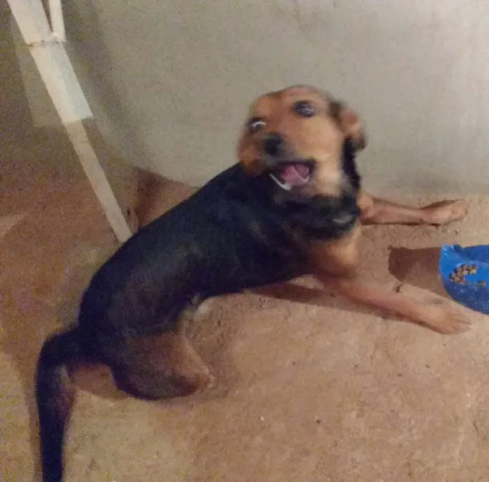 Cachorro ra a Indefinida idade 1 ano nome Lola